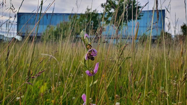 Bee orchid in front of engineering building